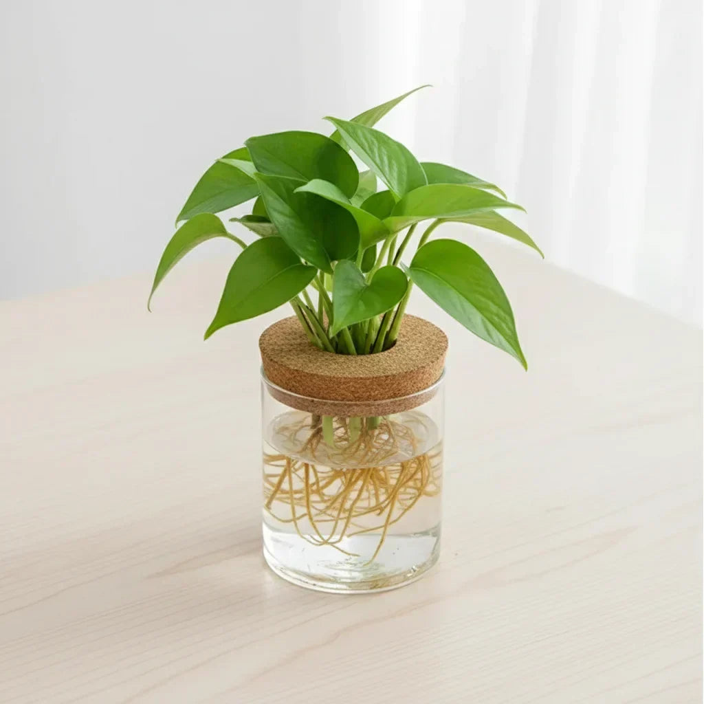 https://cdn.shopify.com/s/files/1/0965/8109/1655/files/55887984-011c-49c1-b1ef-b293403df6a0_ddcc1343-7939-4de5-b73d-c9347d325270.webp?v=1772119782