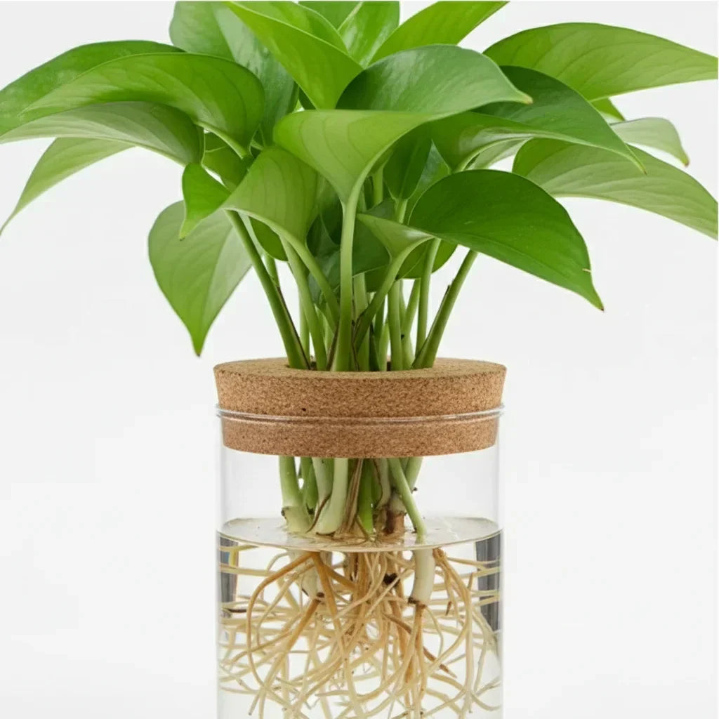 https://cdn.shopify.com/s/files/1/0965/8109/1655/files/b6f18b1e-0eb4-429e-8731-89c47e3afacd_1cac72e0-f49d-4327-9923-95bc5819d3ad.webp?v=1772119782